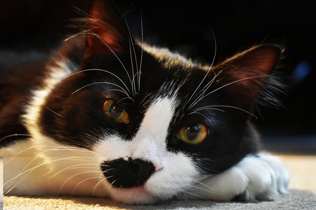 Aiko Mustachio