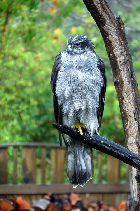 Northern Goshawk