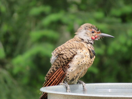 Juvenile Flicker 