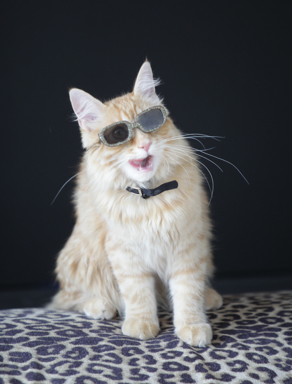 Vote for Samson Cool  Cats  of Southern Arizona