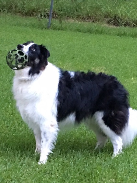 Sherlock Shiloh Bertrand