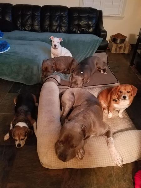 Fizz, Jasmine, Frederick, Wyatt, LJ, Bearwolf