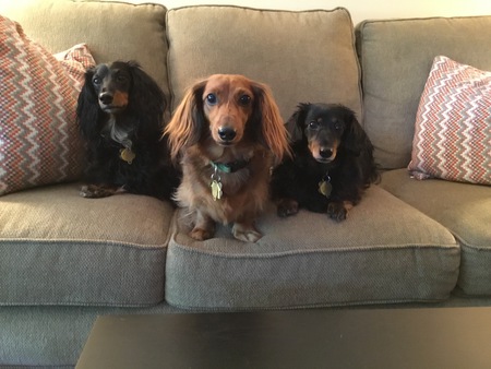Gus, Cooper, Lily
