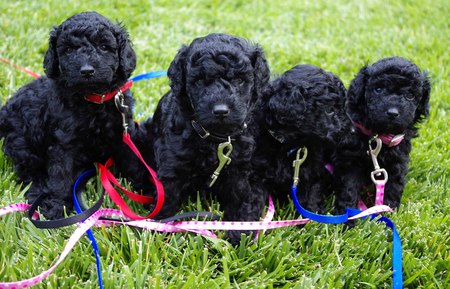 Sophie-Bella, Sherman, Jack Black, and Zoe