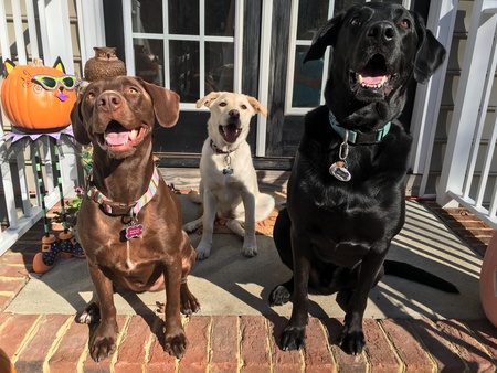 Brooke, Kendall and Declan all lab rescues