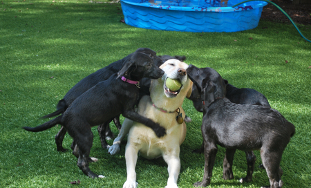 Lucky and the Facts of Life Puppies