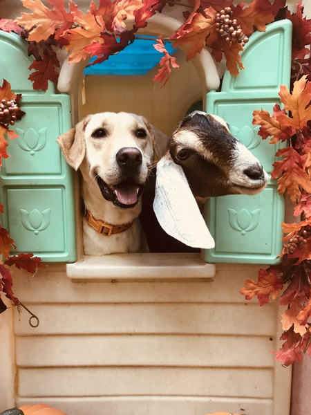 Anderson and Cooper A Dog and his Goat