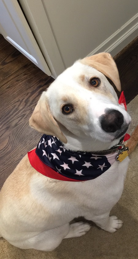 Charlie...our patriotic pup!