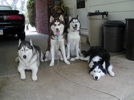 Kody, Cooper, Toby, Spider